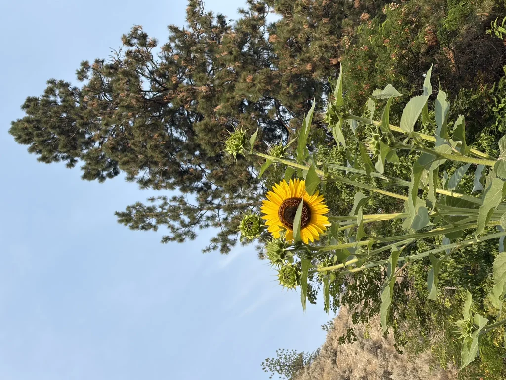 Summerland Sunday Market
